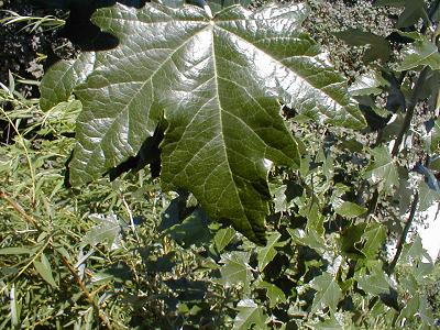 Hybrid Poplar Windbreak