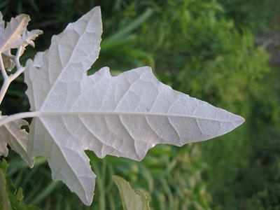 Poplar Hybrid