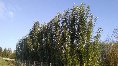 Poplar Hybrid Fastest Growth