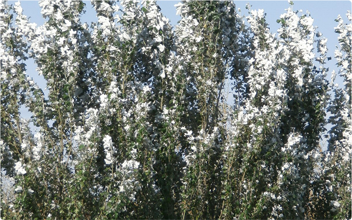 Hybrid Poplar Windbreak Tree