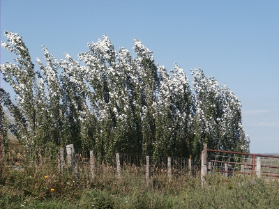 Rocket Poplar Hybrid Trees