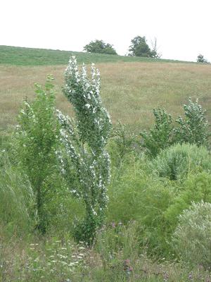 Fast Growing Hybrid Poplar