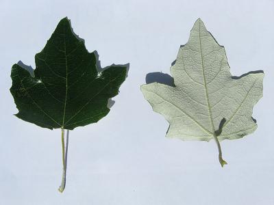 Fast Growing Windbreak Trees