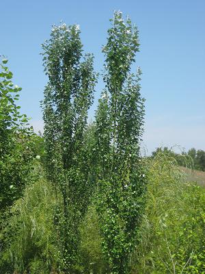 Hybrid Poplar Screening