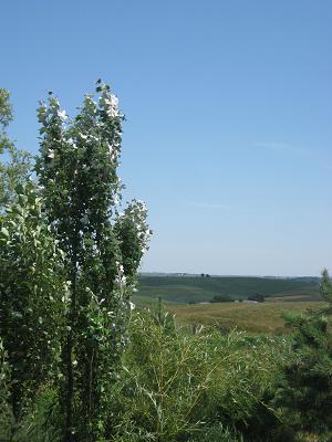 Poplar Hybrid Windbreak